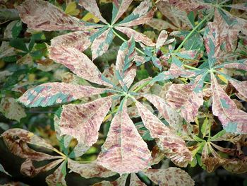 Full frame shot of leaf