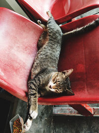 Close-up of a cat sleeping