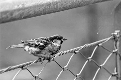 Close-up of bird perching outdoors