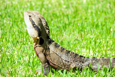 Close-up of lizard on grass