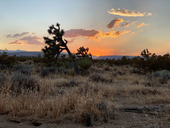 Scenic view of field of joshua trees against sky during sunset