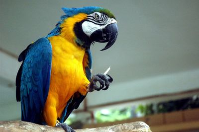 Close-up of gold and blue macaw perching on home
