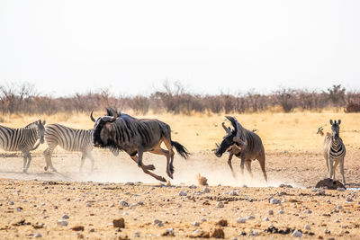 Wildebeest and zebras on field 