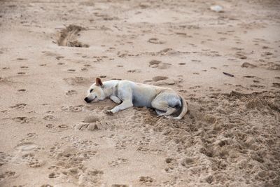 Dog sleeping on sand