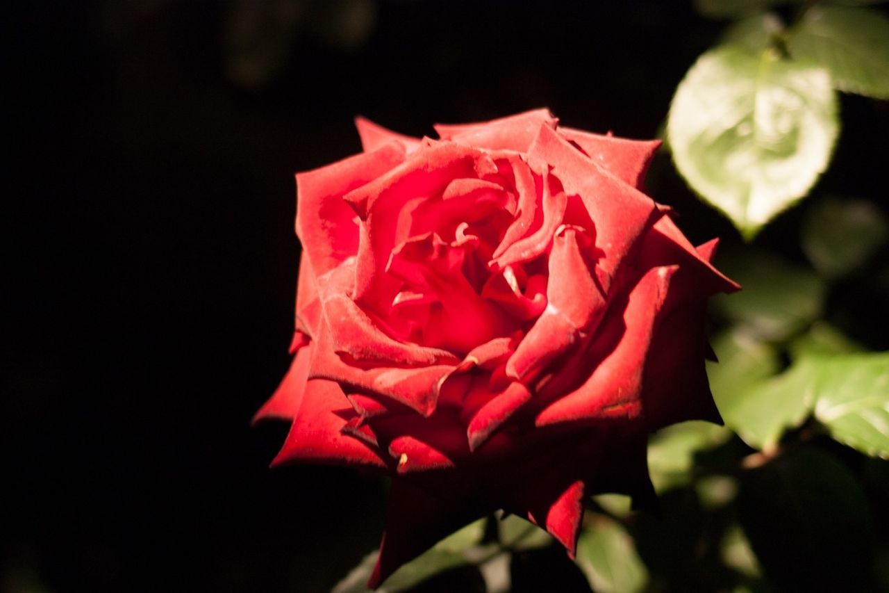 flower, petal, freshness, flower head, fragility, rose - flower, beauty in nature, close-up, growth, single flower, blooming, nature, rose, red, focus on foreground, pink color, plant, in bloom, single rose, blossom