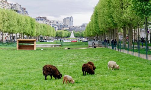 Sheep grazing in a park