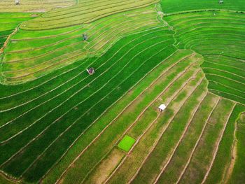 Aerial panorama of agrarian rice fields landscape like a terraced rice fields ubud bali indonesia