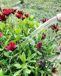 High angle view of red flowering plants