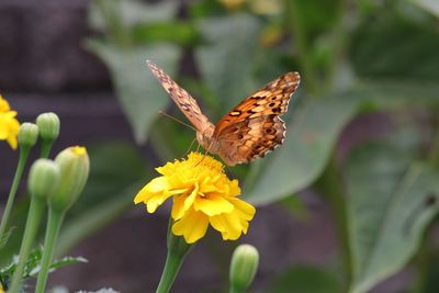 Close-up of butterfly pollinating on yellow flower