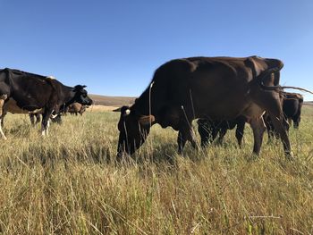 Horses on a field