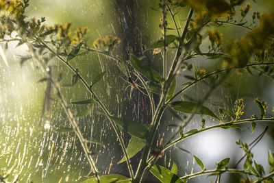 Close-up of wet leaves during rainy season