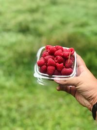 Cropped hand of person holding raspberries in container outdoors