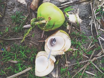 High angle view of fruit on field