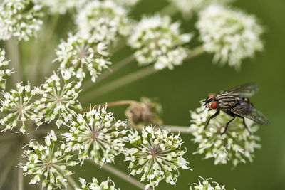 Close-up of butterfly pollinating on flower