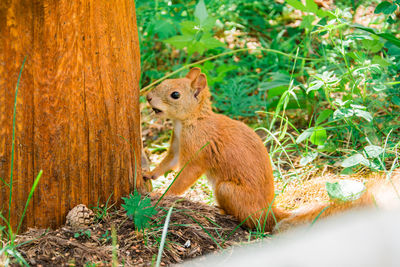 Red siberian squirrel sits on the ground in a summer forest near a tree.