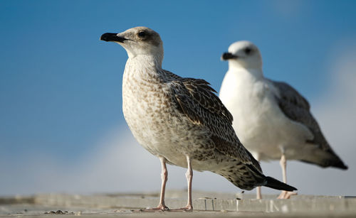 Seagulls perching on a bird