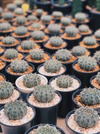 High angle view of succulent plant for sale at market