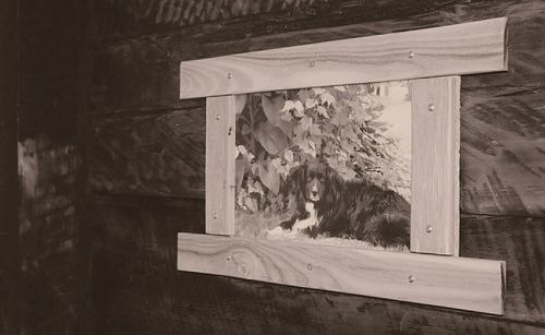 Portrait of dog on wooden window