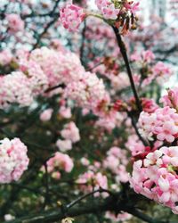 Close-up of pink flowers blooming on tree