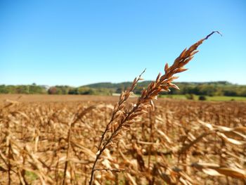 Close-up of wheat growing on field against clear blue sky