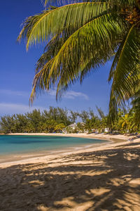 Palm trees on beach against sky