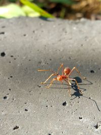 Close-up of crab on sand