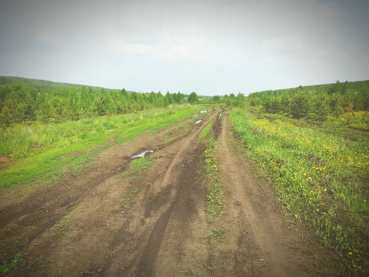 the way forward, landscape, field, tranquility, tranquil scene, sky, grass, rural scene, diminishing perspective, dirt road, agriculture, growth, vanishing point, nature, farm, plant, scenics, beauty in nature, green color, day