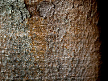 Full frame shot of tree trunk