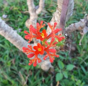 Close-up of red flowers