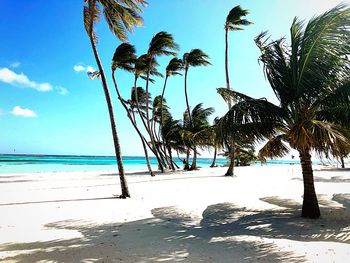 Palm trees on beach