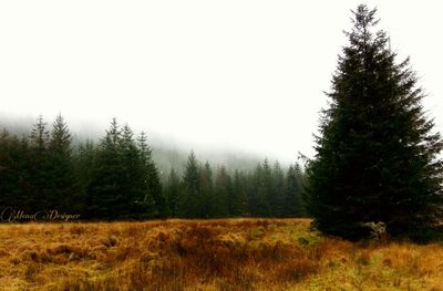 Trees on landscape against clear sky