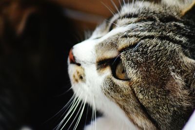 Close-up of cat