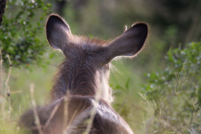 Rear head shot of water buck, staring into the bush, umfuluzi game reserve, south africa. 