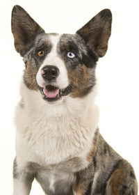 Close-up portrait of a dog over white background