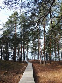 Footpath amidst trees in forest