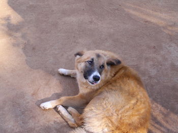 Close-up portrait of dog lying down