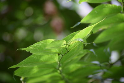 Close-up of insect on leaf