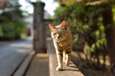 Brown cat walking on wall