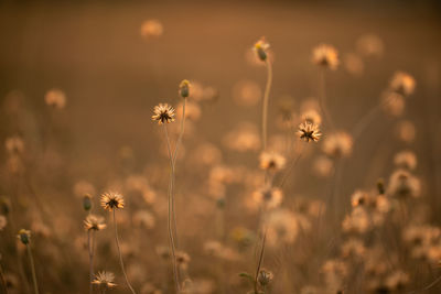 Close-up of flowering plants on field