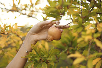 Close-up of hand holding leaf