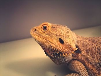 Close-up of lizard