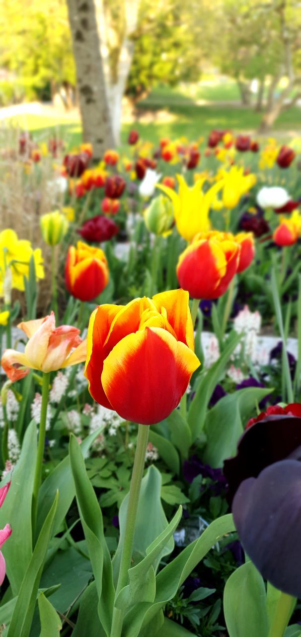 CLOSE-UP OF ORANGE TULIP