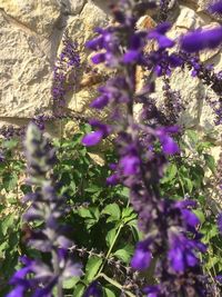 Close-up of purple flowering plants