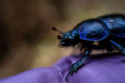 Close-up of insect on purple wall