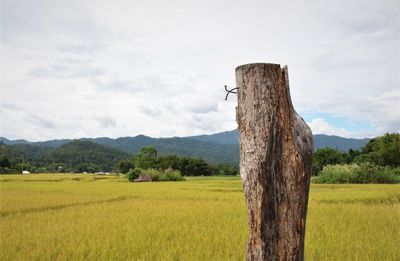 View of wooden post on field against sky