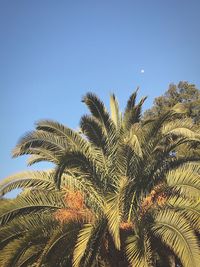 Low angle view of palm tree against clear blue sky