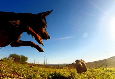 Close-up of horse on field against clear blue sky