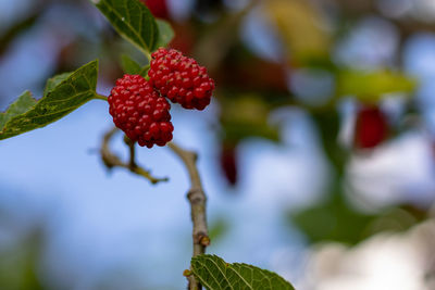 Mulberries hanging on the branch