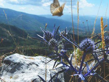 Close-up of plants against sky