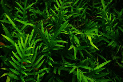 Fern in forest